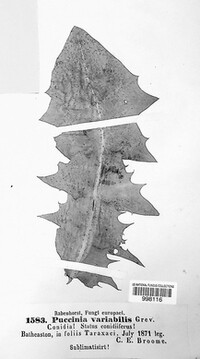 Puccinia variabilis image